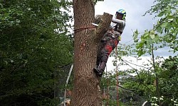 Baum fällung spezialfällungen albstadt